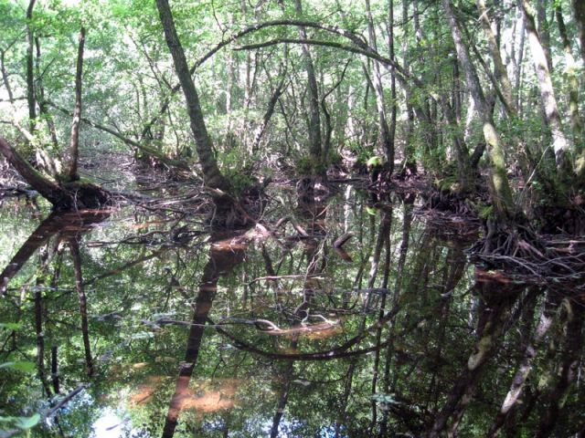 Etang dans le Bois de Chênes