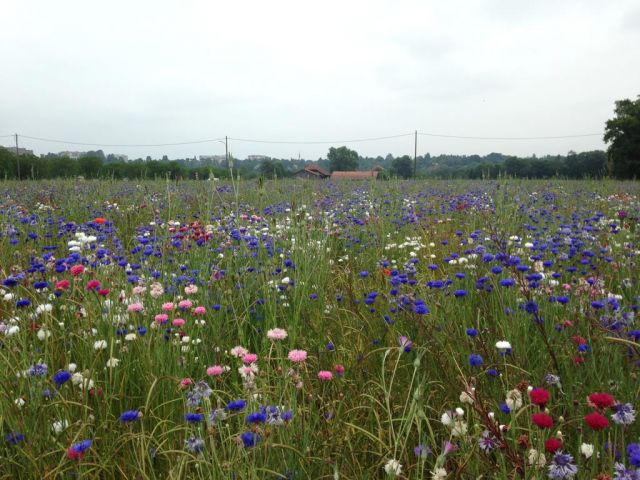 Parcelle des Grands Esserts en fleurs